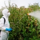 Person In Protective Workwear And Mask Holding Sprinkler And Spraying Herbicide On Land