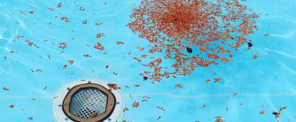 leaves in a pool drain