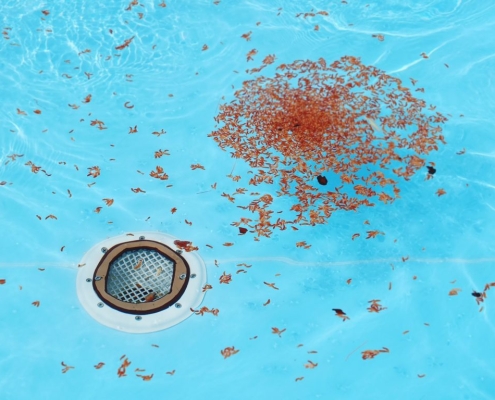 leaves in a pool drain